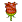 :玫瑰